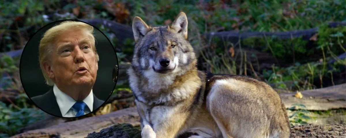 Trump ordena revisar el estatus del lobo gris mexicano para autorizar su caza