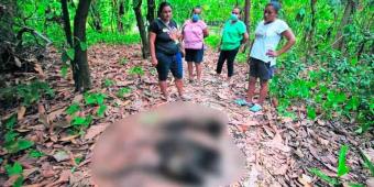 Reportan la muerte de al menos 100 monos en Comalcalco, Tabasco