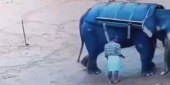 IMÁGENES SENSIBLES Elefante aplasta hasta la muerte a su domador en la India